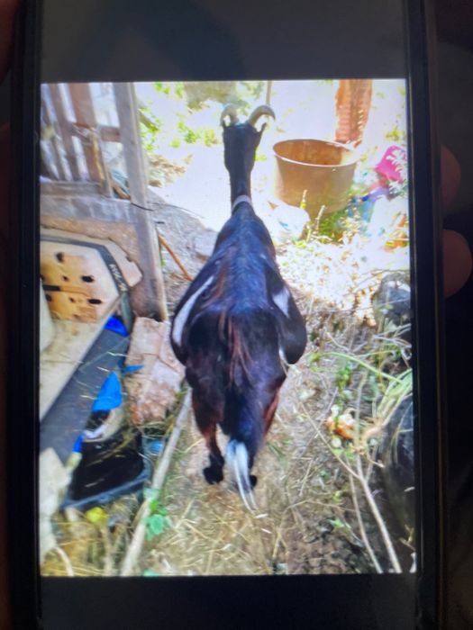 Кізочка Міла в добрі руки