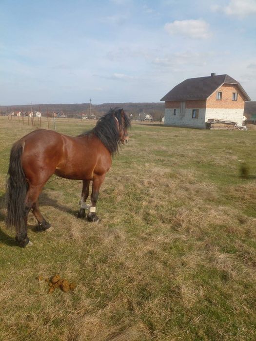 Продається жеребець