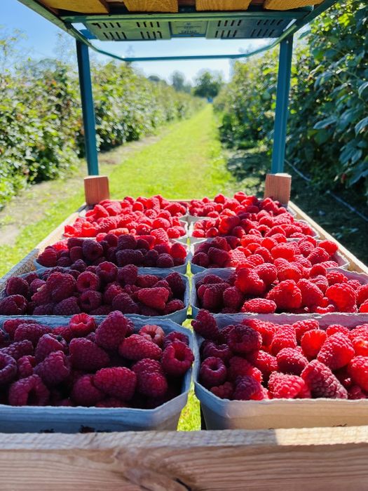 Sok malinowy, syrop malinowy jak u Babci