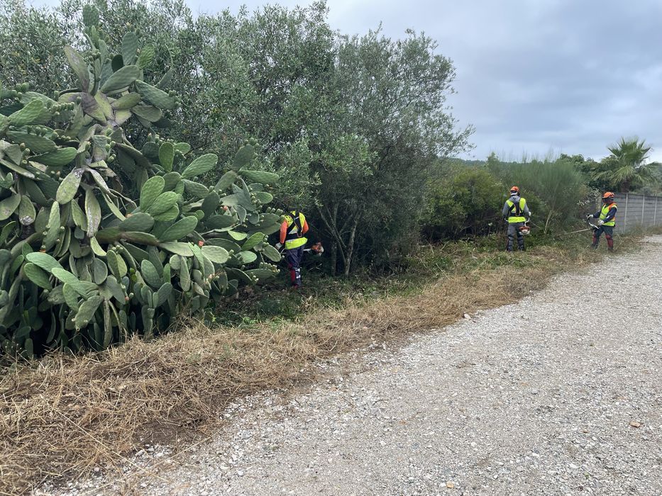 Limpeza de terrenos, corta mato, abate de arvores