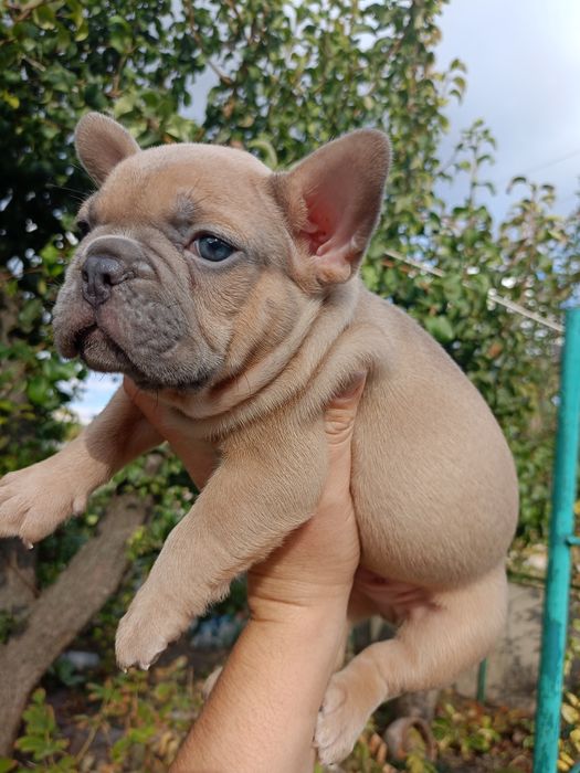 Мальчики и девочки