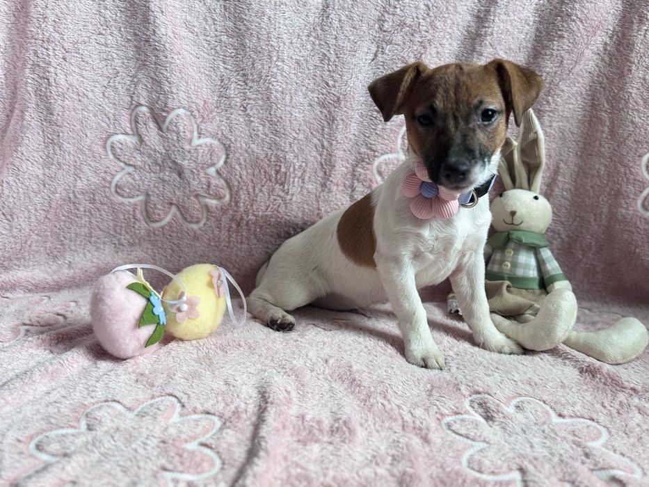 Jack Russell Terrier - SUNIA gotowa do odbioru