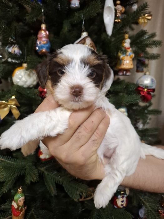 Продам Бівер і Біро йорк.