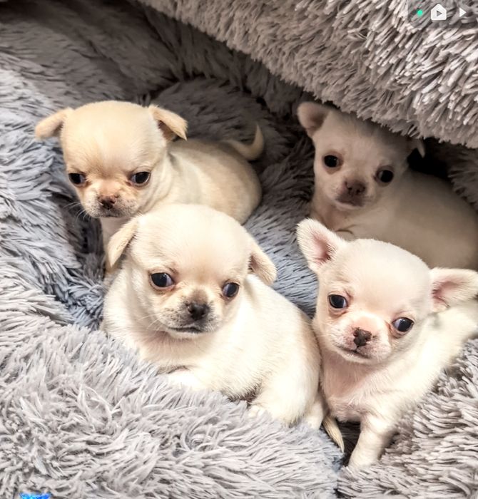 Щенки чихуахуа мини