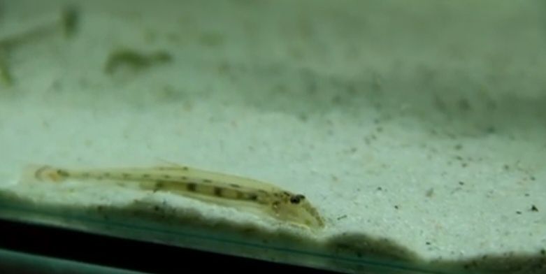 Cierniooczek długonosy – Mułojad