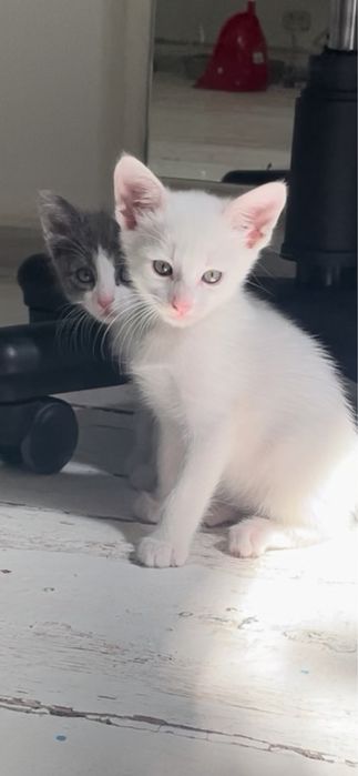 Котята в добрые руки Днепо