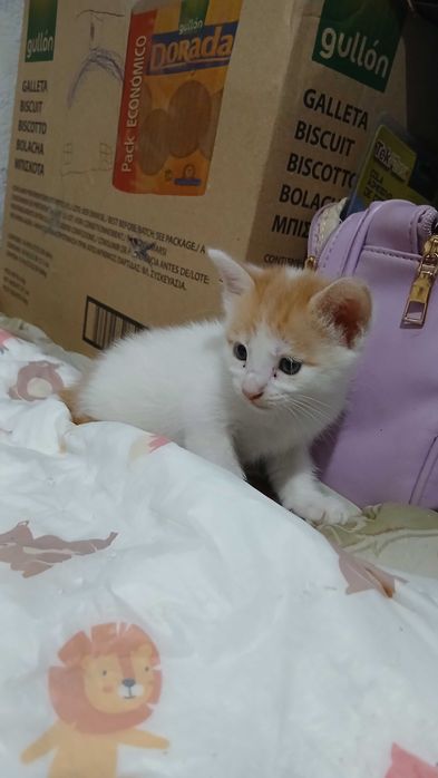 Gatinhos esperam por uma família