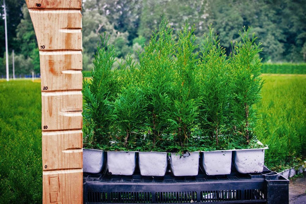 Tuja tuje Szmaragd i Brabant 30 - 60 cm DOSTAWA GRATIS