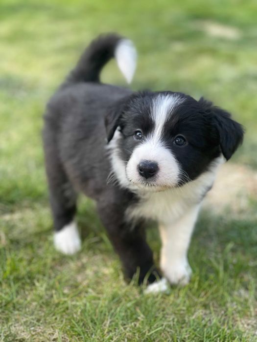 Border Collie Szczeniaczki