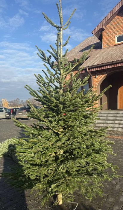 SPRZEDAM – Jodła Kaukaska / Choinki Świąteczne