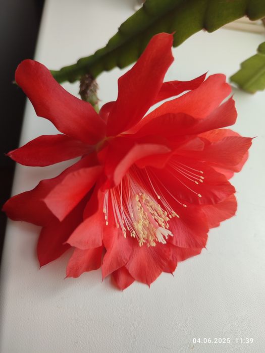 Эпіфілум червоний (Epiphyllum)