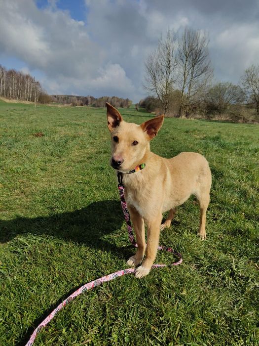 Słodka Lilo od roku czeka na dom