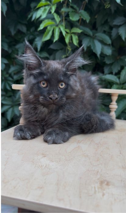 Кошенята мейн кун хлопчики і дівчатка