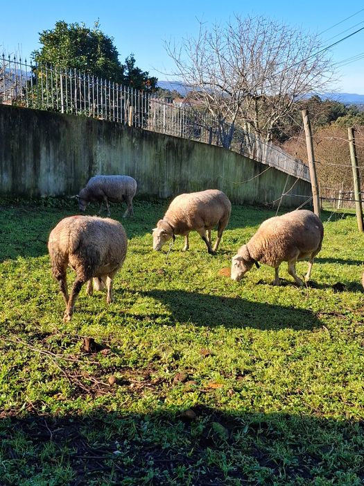 Ovinos das Raças,  Berouchon du Cher, e Dorper Branco