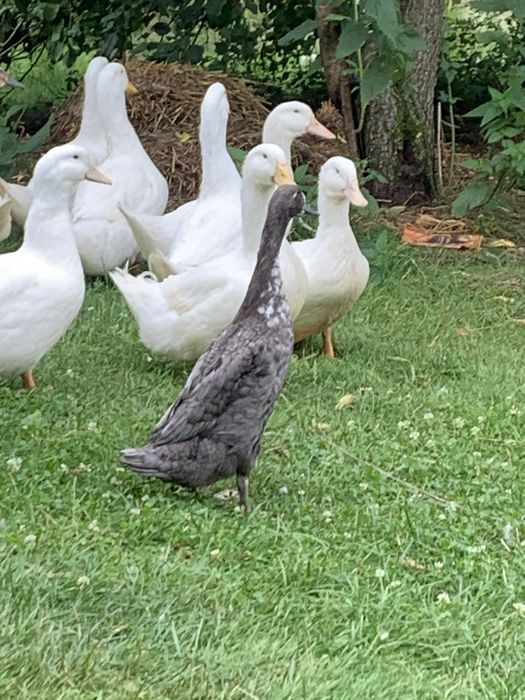 Kaczka pekin do dalszego chowu