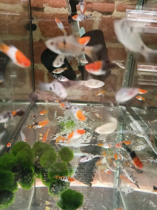 Mieczyki koi , tricolor