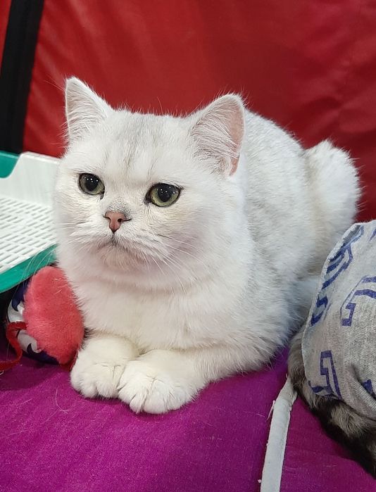 Девочка шиншилка