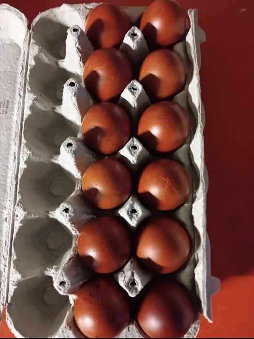 Marans Biały Jaja Legowe