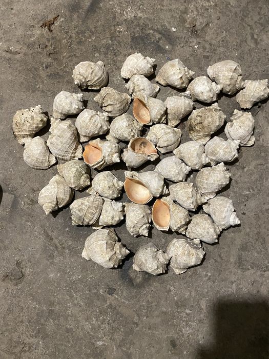 Ракушки рапана морські