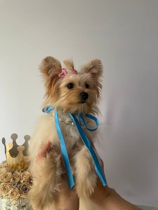 Помапу — 3 пухнасті принцеси шукають новий дім