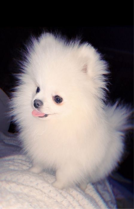 В’язка (міні шпіц)