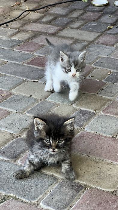 3 котика, віддам в хороші руки. Чорного забрали.