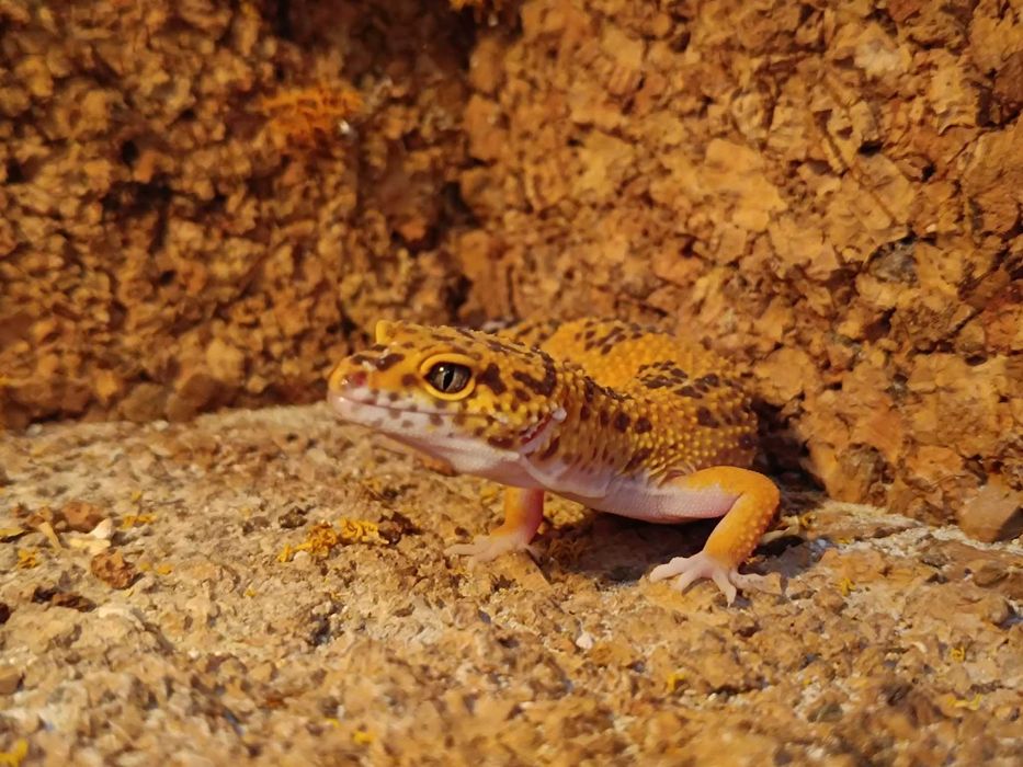 Gekon lamparci - zdrowy i zadbany. eKameleon Jędrzejów