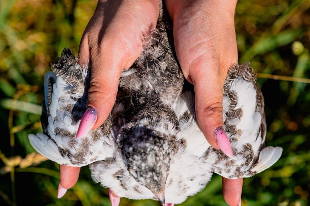 Ovos codorniz gigante galados e para consumo