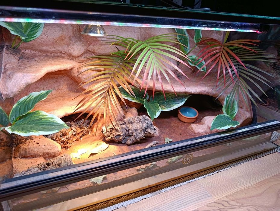 Terrarium 80x40x40 od ręki gekon lamparci
