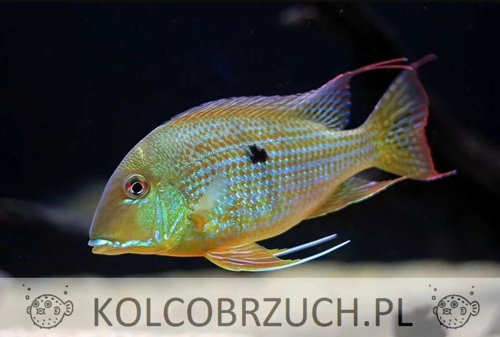 Ziemiojad altifrons RIO BRANCO - Geophagus - dowozimy, wysyłamy