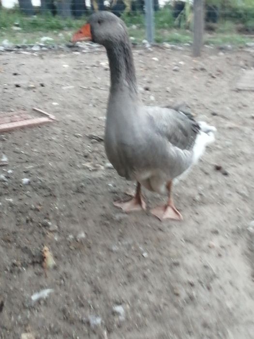 Vendo Gansos Toulouse