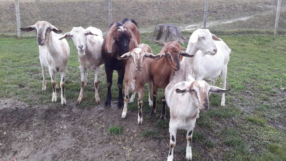 Коза 3шт., кози -чки 3шт., цап 1шт.