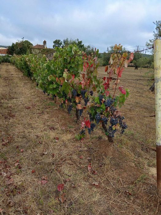 Venda de uvas para vinho ,