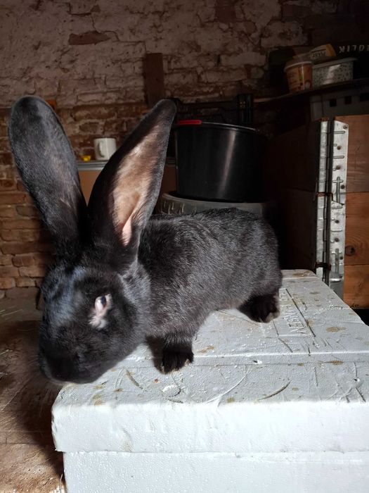 Króliki w typie belgijskim