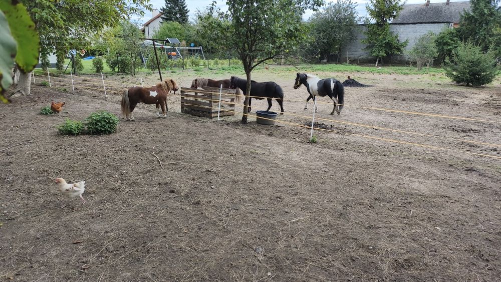 Klacz kasztanka i ogier srokaty