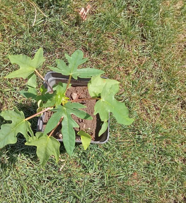 Planta de mamão - transplantar