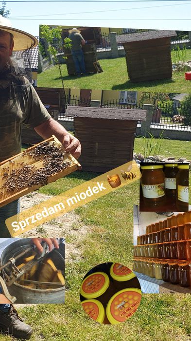 Miód rzepakowy i wielokwiatowy 2023