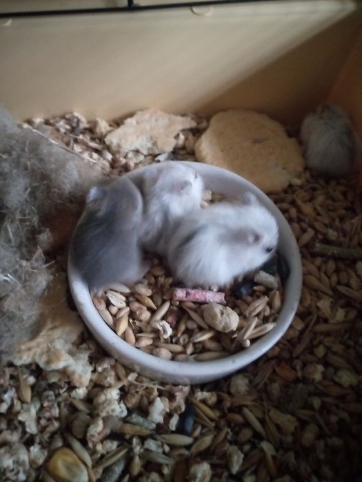 Хомячки Кременчуг