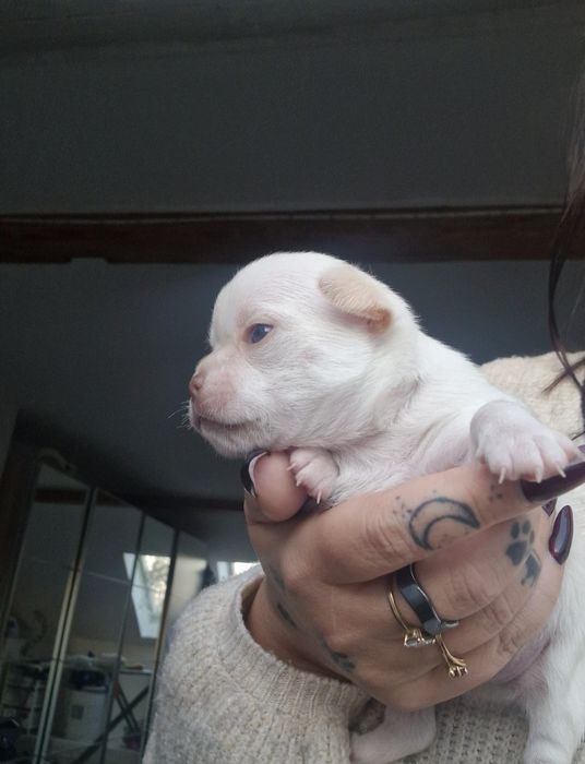 Beżowy piesek Chihuahua