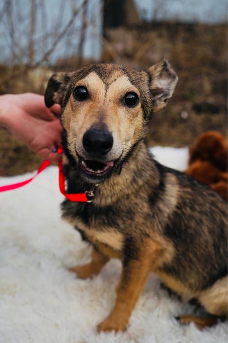 Віддаємо цуценя Парнішу