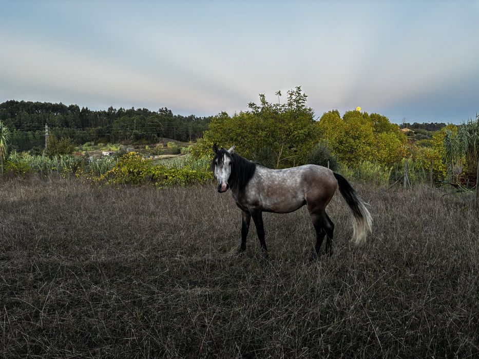 Poldro 3 anos de idade