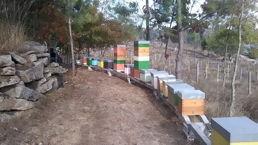Enxames de abelhas Apis mellifera e rainhas