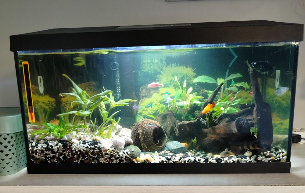Akwarium kompletne z rybkami i sprzętem