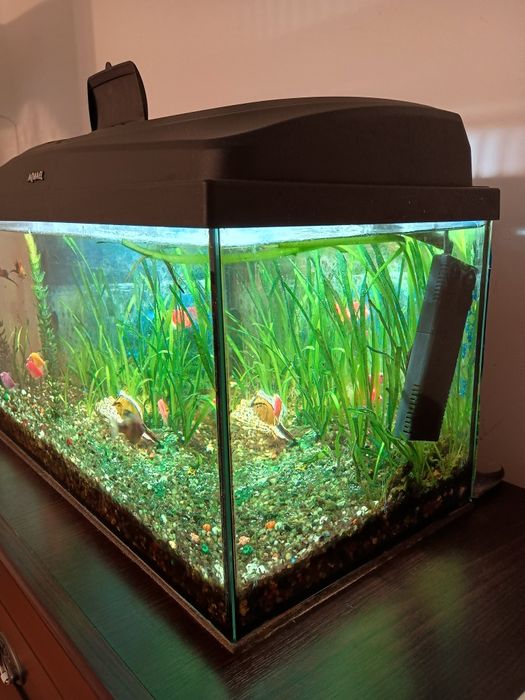 Akwarium z wyposażeniem