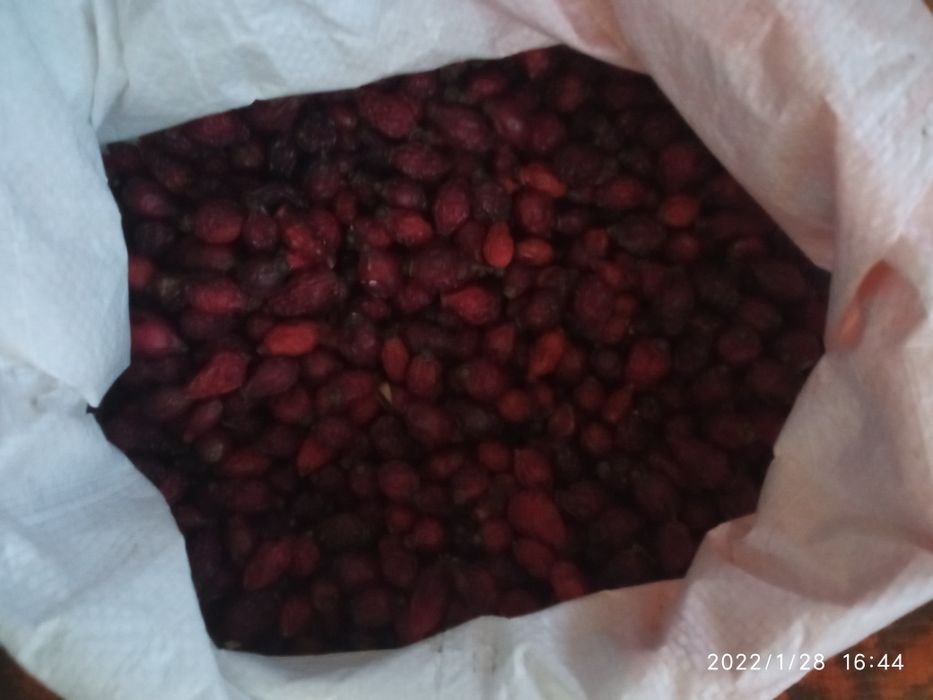 Шипшина  шиповник