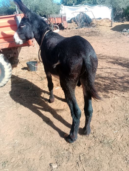 Burro    inteiro