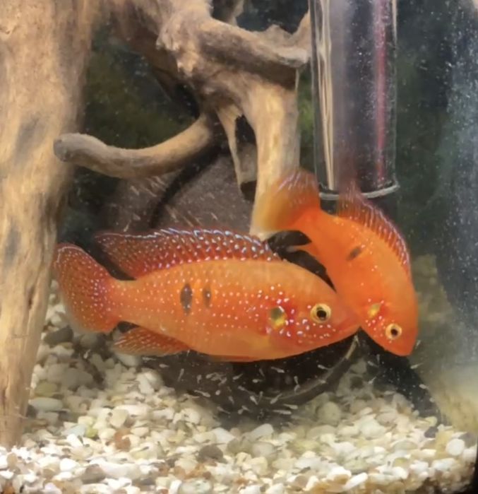 Хроміс красень 1,5-2см