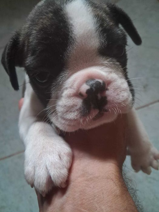 Bulldog frances fêmea zona de Aveiro