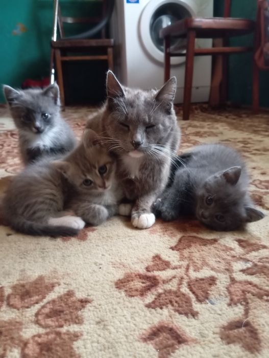 шукаємо домівку кошенятам