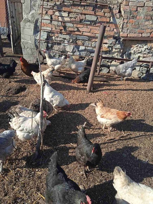 Продам домашніх молодих курей